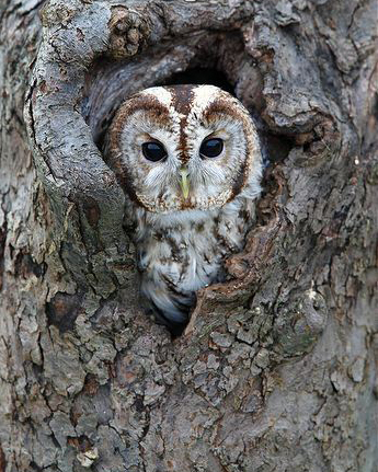 Chouette Hulotte dans le creux d'un arbre pour illustrer Animal totem