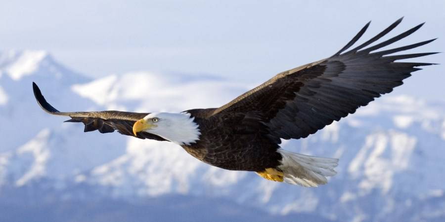 Vol de l'Aigle calme et serein comme avec la Cohérence Cardiaque