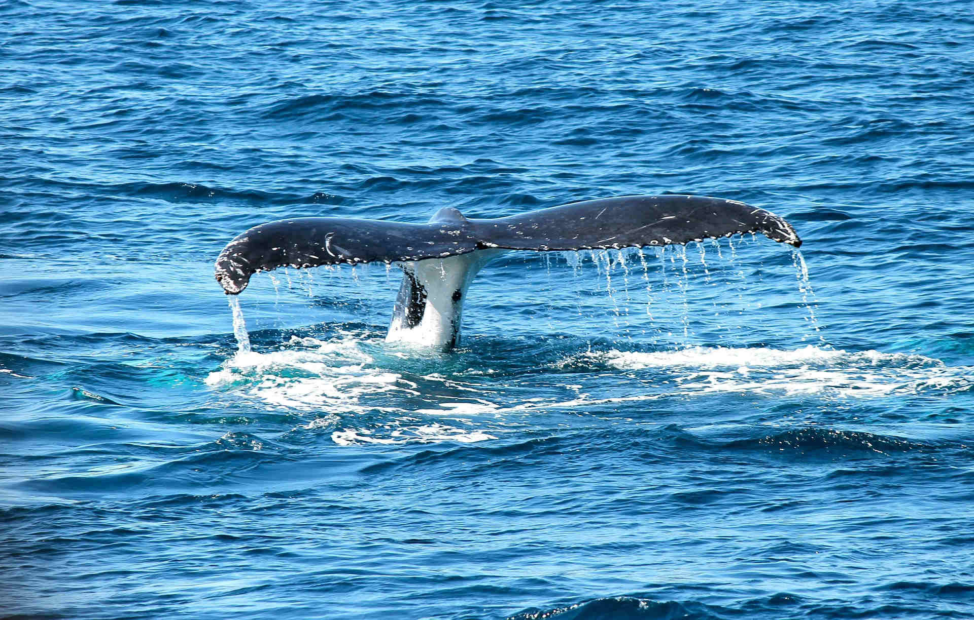 Queue d'une baleine pour évoquer un retour vers le moi originel