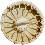Tambour chamanique favicon_150 Tambour chamanique pour la Formation