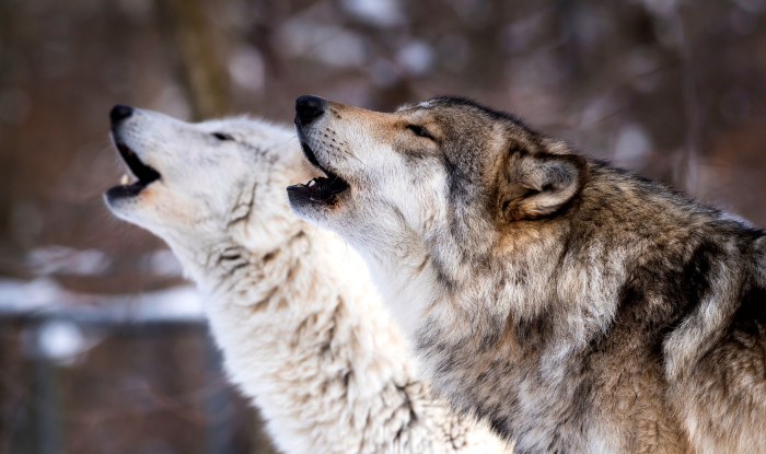 2 Loups hurlant pour le Cercle de Tambours