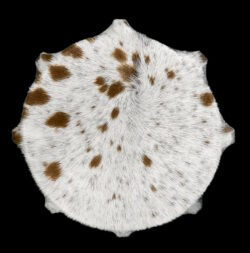 Tambour Galaxy Birth